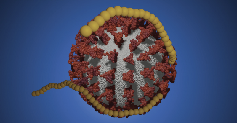 A computer-generated image of antiviral polymers